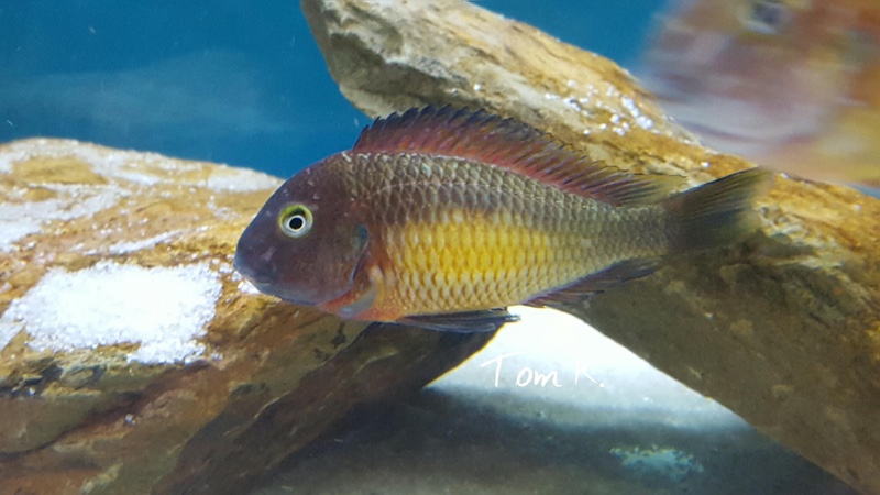 Tropheus moorii 'Kasanga'